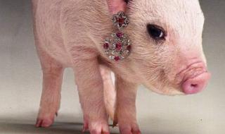 微信左哼哼没了