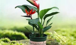 天堂M与天堂W区别 天堂M与天堂W区别