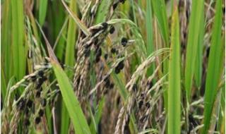 水稻病虫害防治 水稻病虫害防治