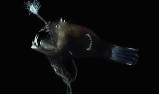 小鲨鱼怎么养好看