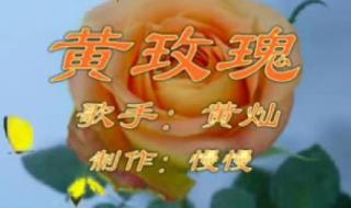 黄玫瑰黄灿 黄玫瑰黄灿