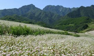 聆听花开的声音