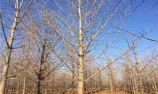 银杏树报价 银杏树报价