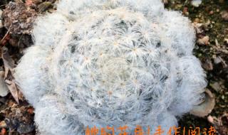 仙人球的花语 仙人球的花语