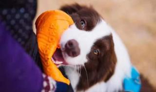 亚洲宠物展 亚洲宠物展