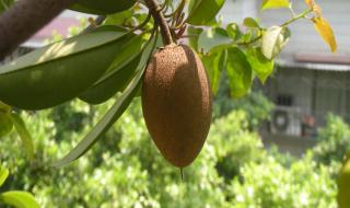 人参果树苗批发 人参果树苗批发