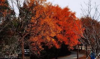 上海辰山植物园攻略 上海辰山植物园攻略