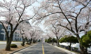 武汉大学樱花盛放 武汉大学樱花盛放