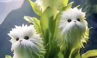 辟谣喜马拉雅灵猴花 辟谣喜马拉雅灵猴花