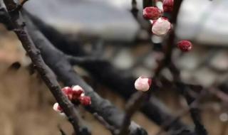 桃花雪的寓意和象征 桃花雪的寓意和象征