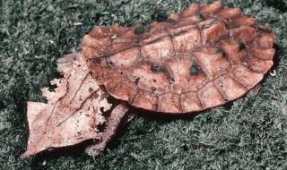 世界上最吓人的乌龟