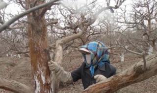 园林植物病虫害防治