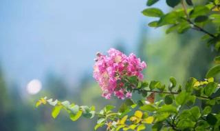 仿照荷花第二段写桃花 仿照荷花第二段写桃花